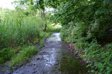 path 3w