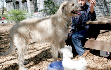 dog park3w