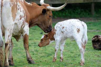 Calf