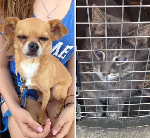 animals.PNG