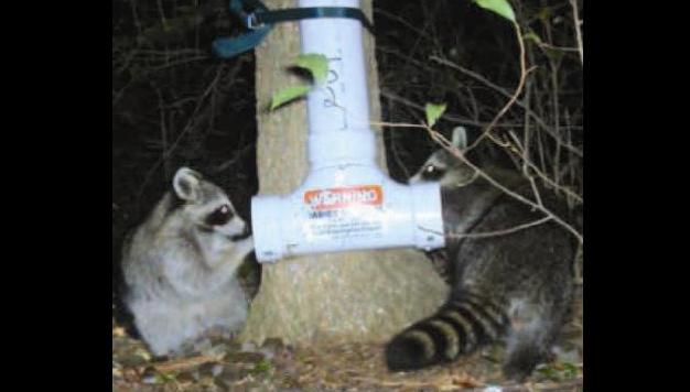 raccoon