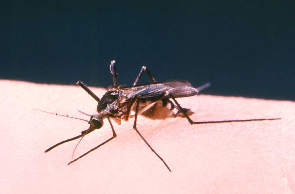 west nile