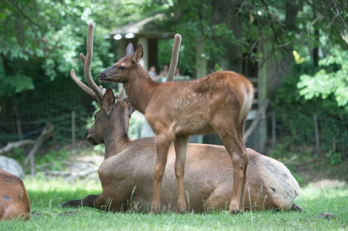 QZ baby elk