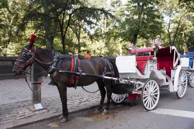 horse