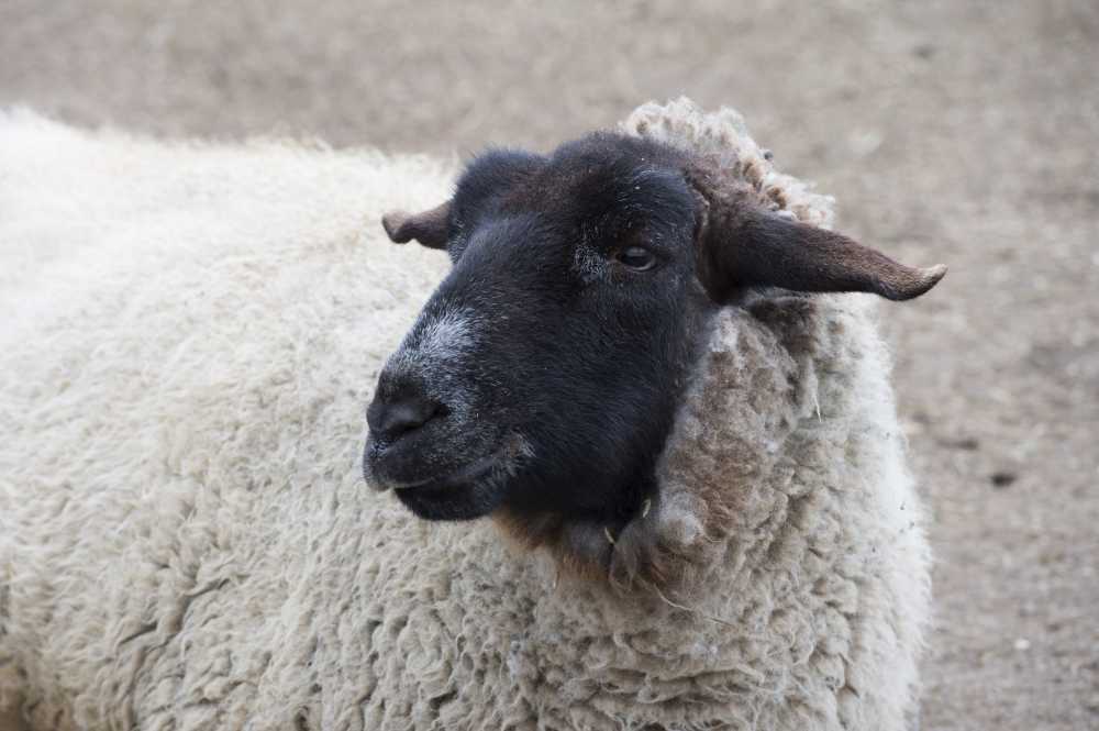 Julie Larsen Maher 6154 Suffolk Sheep DA QZ 03 26 13