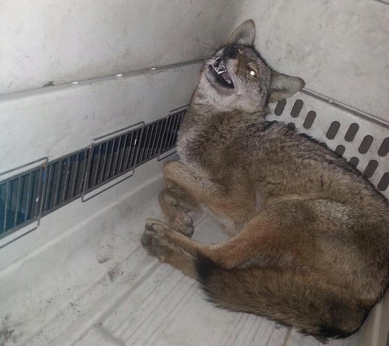 coyote
