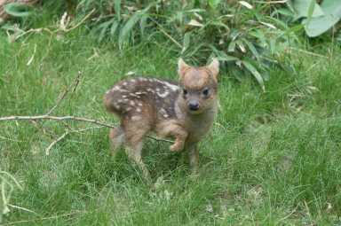 Julie Larsen Maher_9604_Southern Pudu_QZ_05 27 15