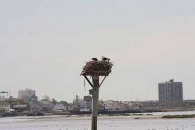 Hit the nature trail in Jamaica Bay