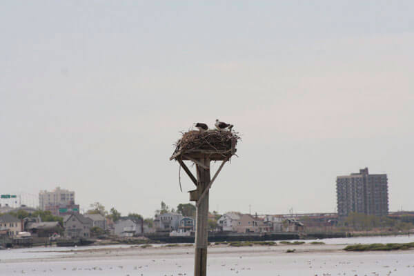 Hit the nature trail in Jamaica Bay