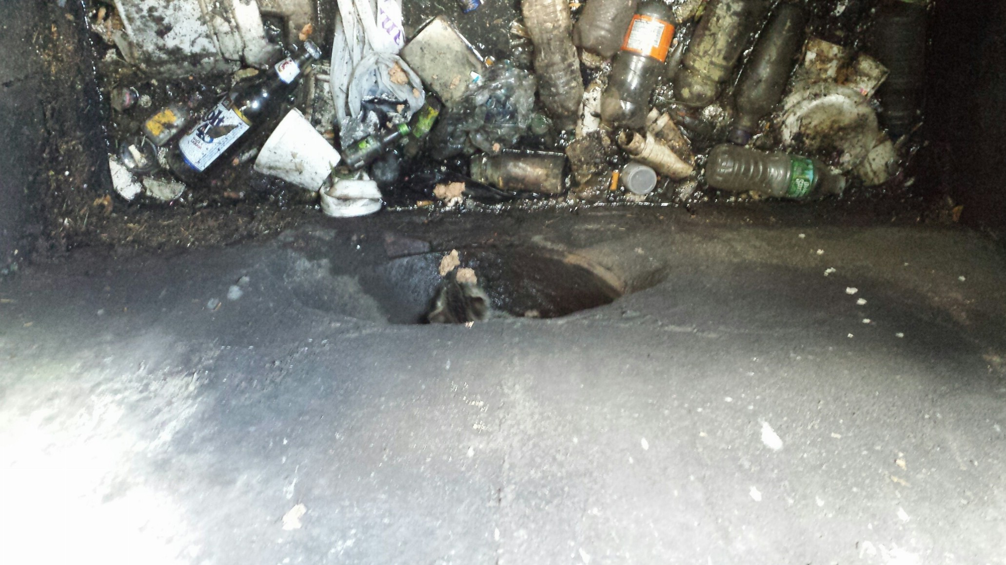 Kitten in a drain