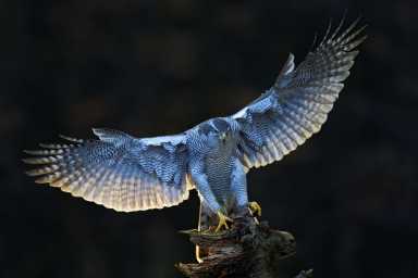 shutterstock_355873736-1