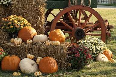 Fall Festival