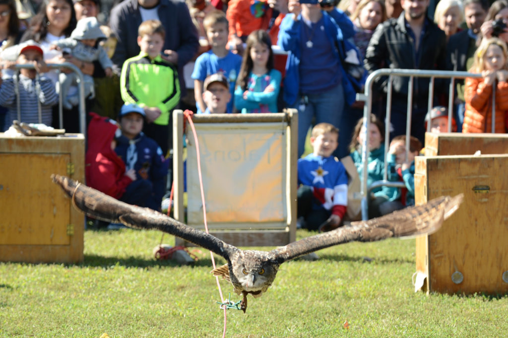 da4_0920_10-05-14-raptor-fest