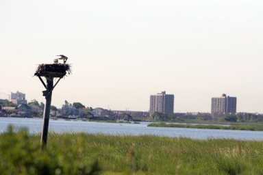 Conservancy plants 10,000 trees in Jamaica Bay