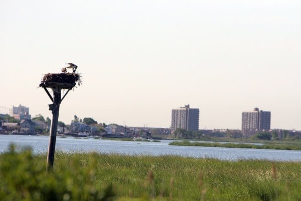 Conservancy plants 10,000 trees in Jamaica Bay