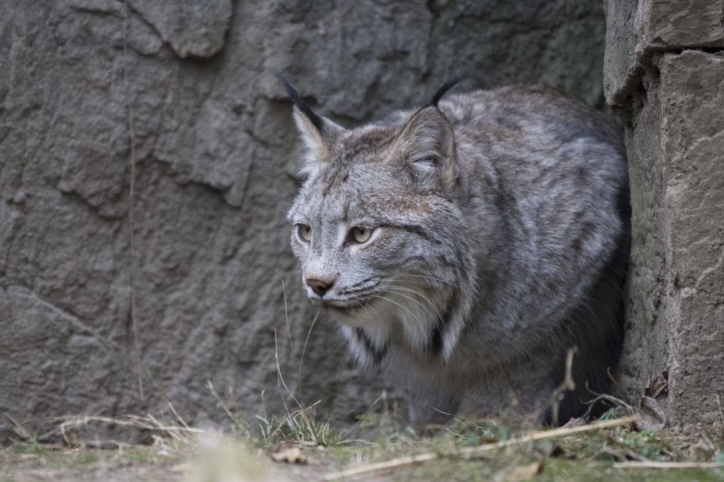 Photo by Julie Larsen Maher © WCS