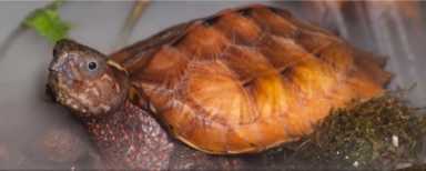 Oakland Gardens turtle smuggler pleads guilty to trafficking wildlife