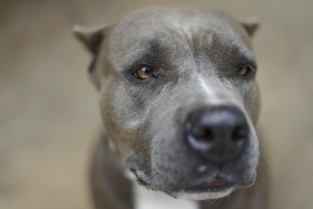 shutterstock_177942563