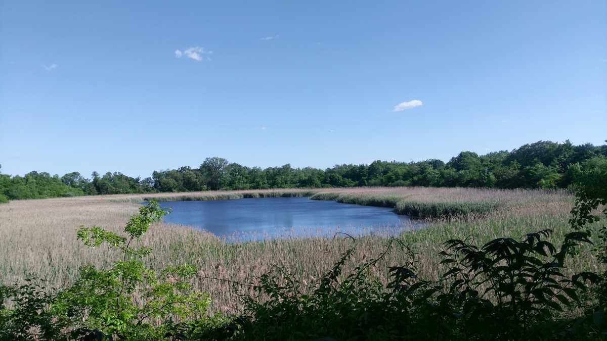 Ridgewood