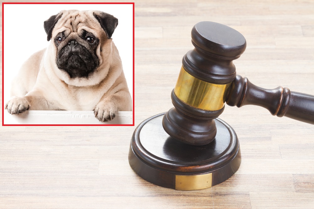 pug and gavel – shutterstock