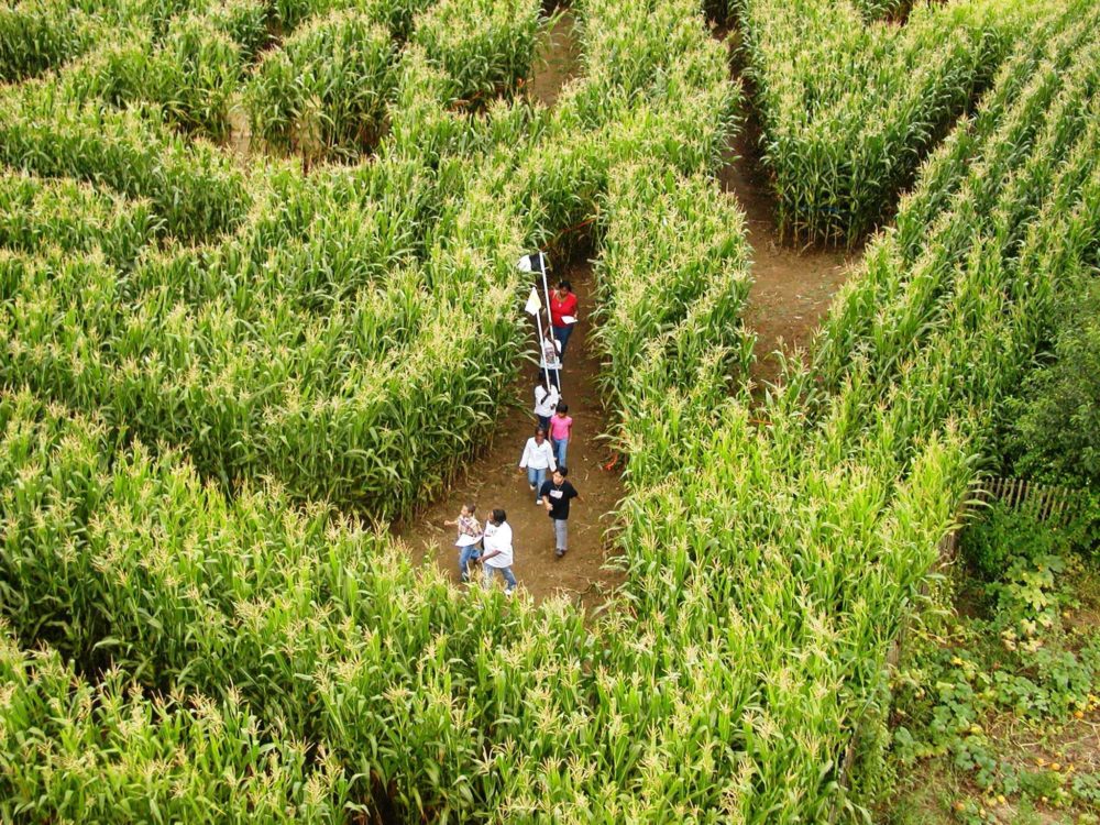 14500662_10154176816703401_3889902435338388007_o