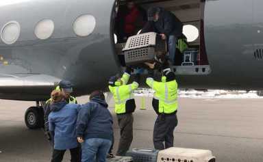 Sheltair Shelters Animals