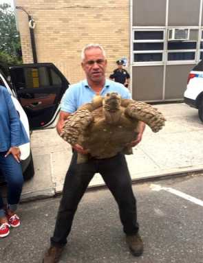 MS-13, crooked politician among top crime stories in Queens