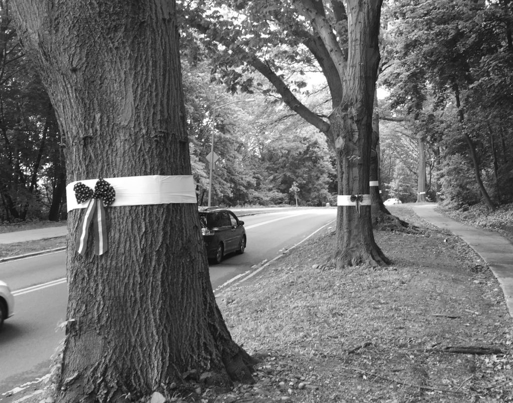 The memorial trees along Forest Park Drive