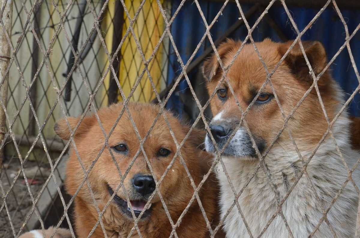 Light Brown Animals Cute Dogs Curious Sweet Pet