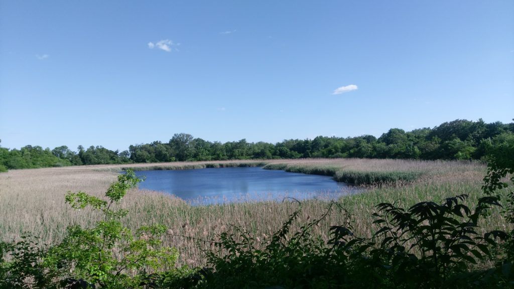 The lake at the heart of the Ridgewood Reservoir in Basin 2 (File photo/QNS)