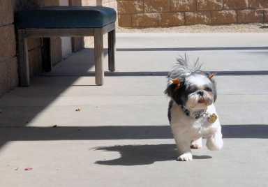 Rescued Dog