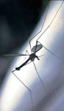 West Nile virus kills 60-yr-old Queens man: City