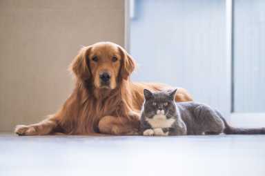 Golden Retriever and British Shorthair