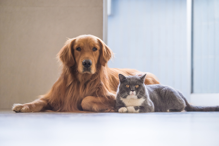 Golden Retriever and British Shorthair