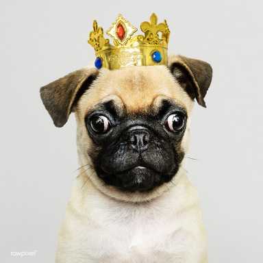 pug