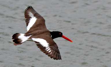 American_Oystercatcher_(Haematopus_palliatus)_in_flight