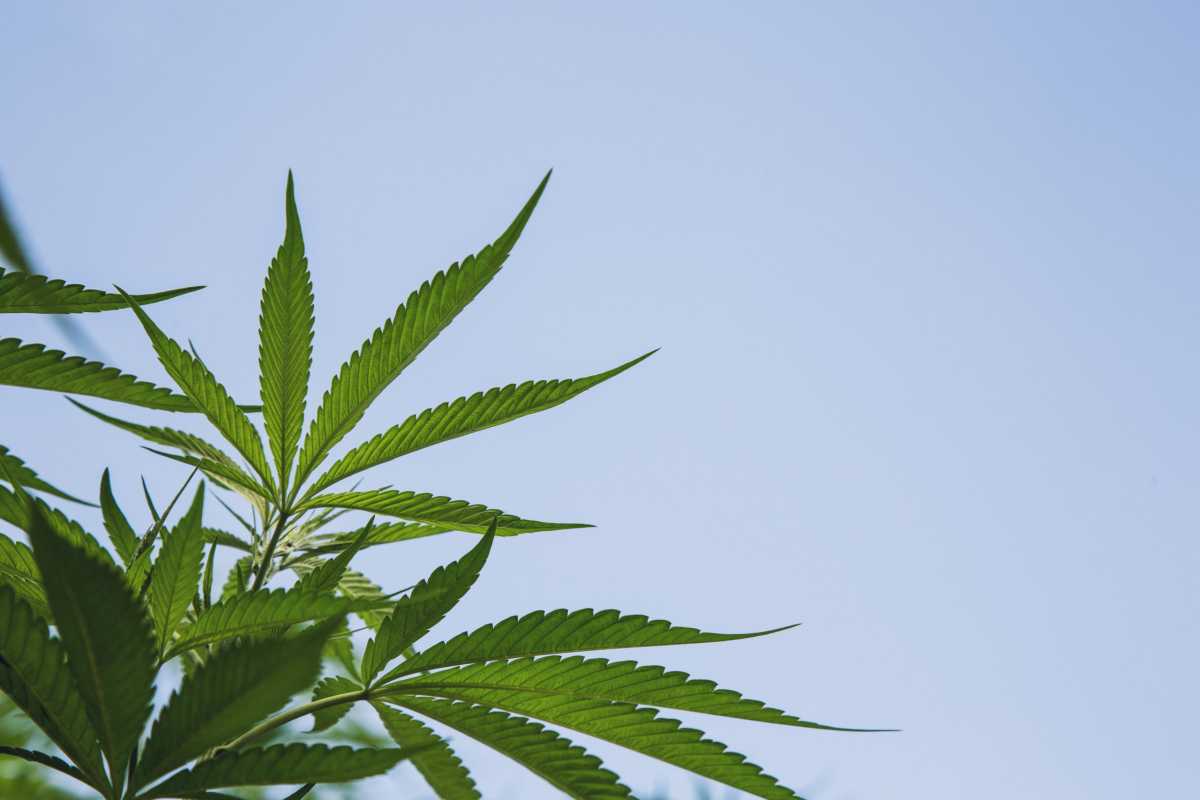 Cannabis plant