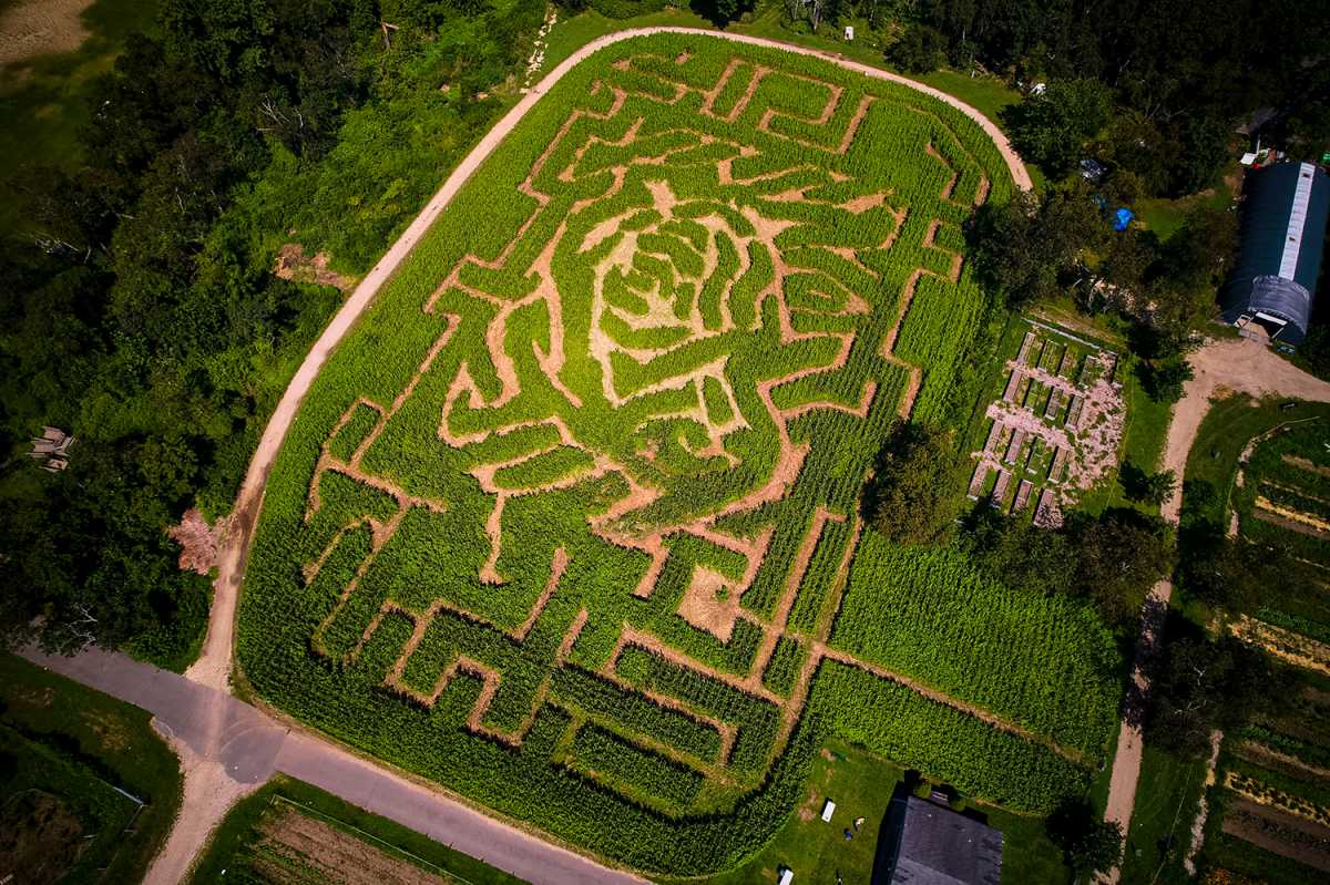 Queens County Farm Maize