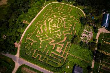 Queens County Farm Maize