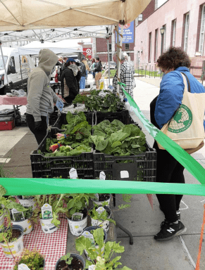 Kew Gardens CSA_1