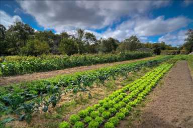 QueensFarm2