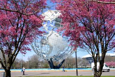 cherry blossoms