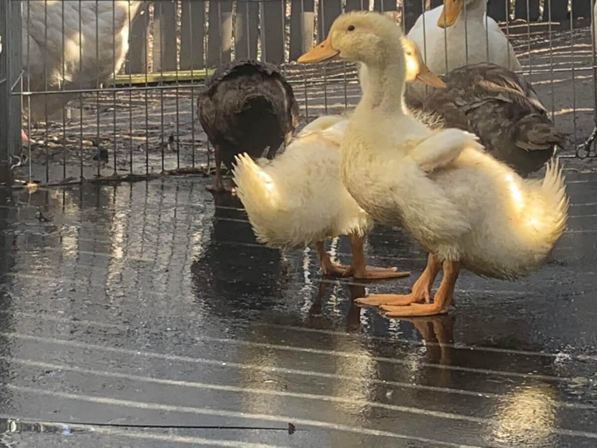 ducklings