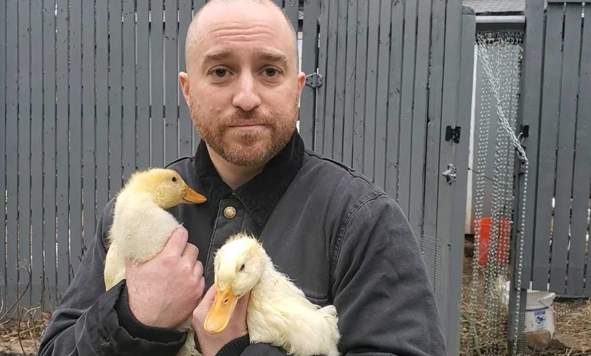 ducklings