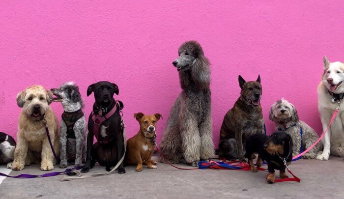 puppy parade