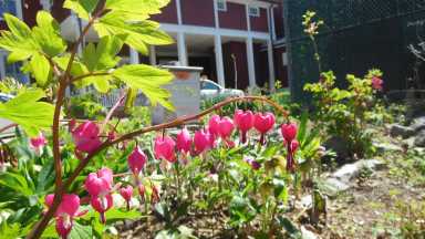 Bayside Historical Society Gardening Day