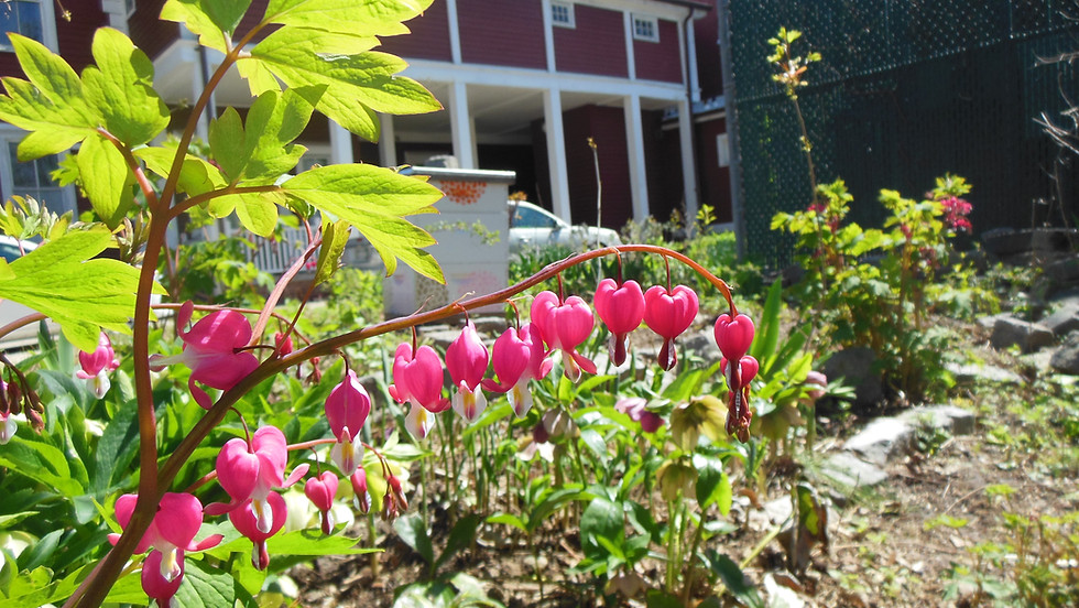 Bayside Historical Society Gardening Day