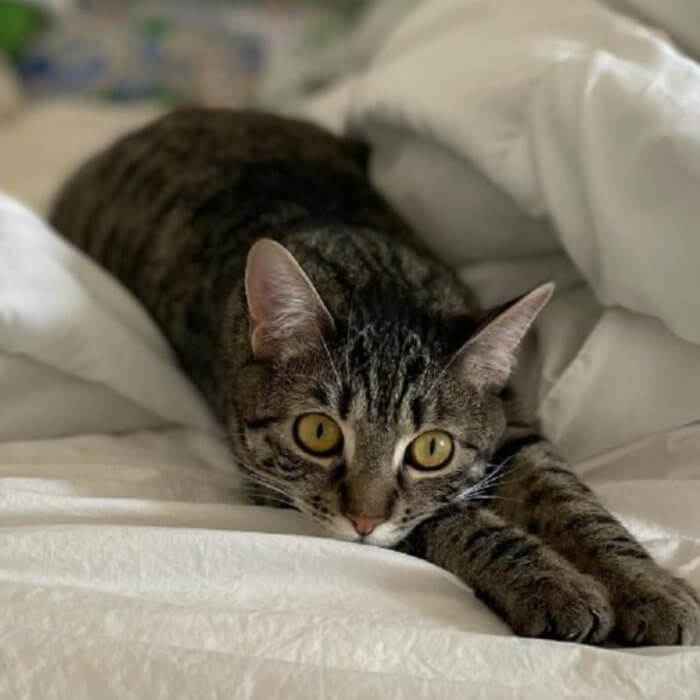 KittyPalooza