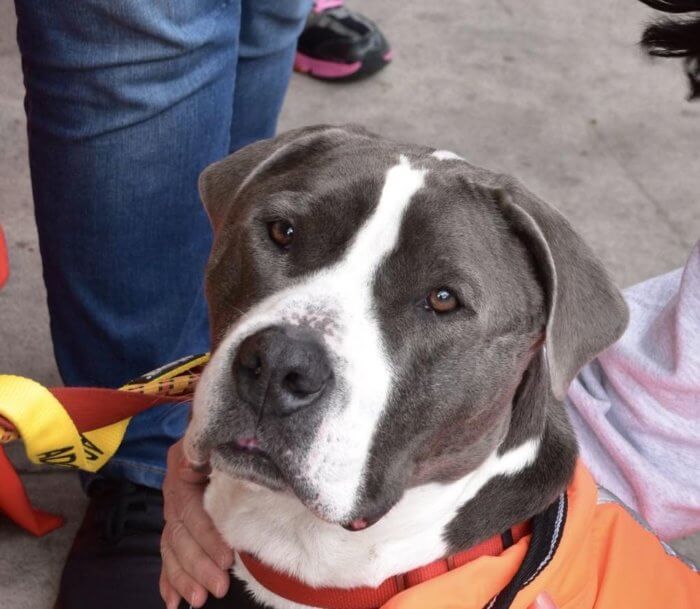 Rescue Dogs Rock NYC adoption event in Bayside