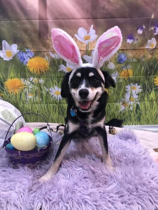 Rescue Dogs Rock NYC adoption event in Bayside